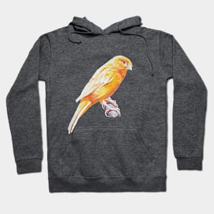 Canary Intermission - perched canary painting (no background) Hoodie